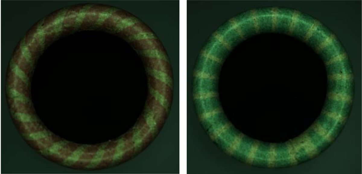 Fig. 2 Refer to the following caption and surrounding text.